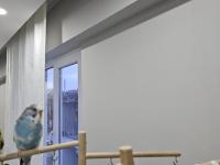 1.5 Aylık Muhabbet Kuşumu Sahiplendiriyorum