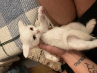 4 yavru scottish fold ve british shorthair kedimiz