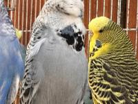 Vasıflı show jumbo genç üretim muhabbet kuşları