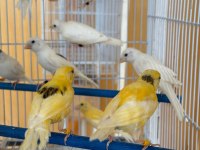 Üreticiden Halka Kanaryalar