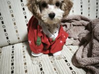 Dişi Toy Poodle 6 Aylık