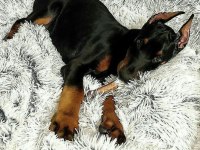 Son Hasım Bükücü Doberman Yavrular