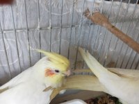 Yavru Sultan Papağanı Ele Alışık