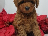 Safkan toy poodle yavrularımız