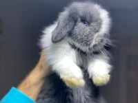 Hollanda Lop Tavşanlar Her İle Gönderilir