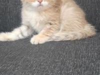 Teslime Hazır Yavru Kediler