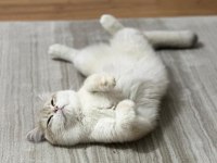 Ay12 Blue Golden British Shorthair Full Anne-Baba Şecere