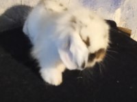 Orjinal Safkan Teddy Lop Yavru Tavşanlar