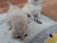 Ay11 Blue Golden British Shorthair Full Anne-Baba Şecere