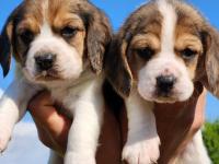 A kalite beagle bebekler