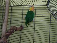 Yeşil Bacak Mutasyon Caique