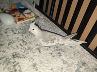 Yeme Düşmüş Ele Alışık Sultan Papağanı