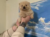 Aslan Görünümlü Chow Chow (Çin Aslanı) Yavrularımız