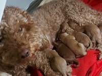 Orijinal Poodle Yavrular