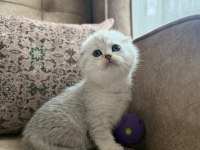 Wcf kayıtlı scottish fold shorthair - seçkin ailelere özel