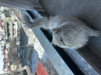 British Longhair Şecereli Cins Kedi