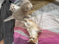 Ay11 Safkan British Shorthair Bebekler