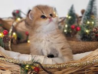 Hatay British Longhair Yavrular