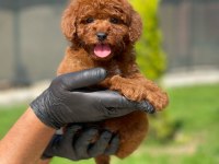 Toy Poodle Yavrusu Köpekler