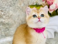 Safkan şecereli anne babadan golden ny12 british shorthair