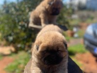 Irk Ve Sağlık Garantili Mor Dil Chow Chow Bebekler