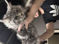 Maine Coon 10 Aylık Minik Dev