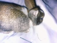 1 Aylık Mini Dwarf Tavşan Yavruları (Dişi Ve Erkek)