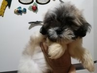 Shih tzu dişi bebeklerimiz