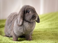 Yavru Hollanda Lop Tavşanı