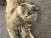 Eğitimli Uslu British Longhair