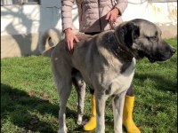 20 aylık erkek anadolu çoban köpeği