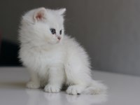 Full Şecereli Babadan Teslime Hazır Dişi Kedimiz