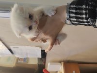 British Scottish Kedisi 2 Aylık Dişi