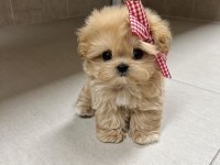 Orjinal maltipoo yavruları
