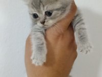 A Kalite British Shorthair Bebekler