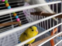 Kuşlar Vakit Ayıramadığımdan Dolayı Sahiplendirilecektir