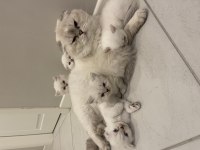 Beyaz Kürk Masmavi Gözlü British Longhair Bebekler