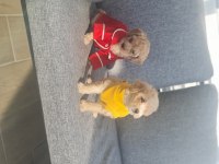 Minyatür Maltipoo Minnaklarım Teslime Hazır