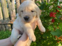 Golden Retriever Yavrular Gelip Görerek Alabilirsiniz Adrese Teslimat Var