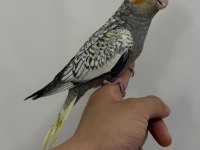 Sultan Papağanı Yavrular Sahiplendirilecek