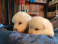 Bembeyaz Güzellik Safkan Samoyed Yavrusu