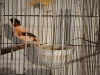 Her tür kanarya vardır