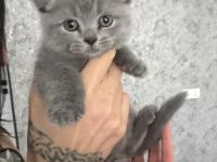 Yavru Kedilerimiz Yeni Yuvalarına Gitmeye Hazır