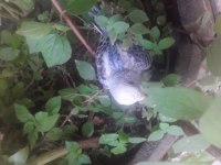 30 Günlük Yavru Muhabbet Kuşu Erkek