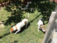 Jack Russell Yavru Köpekler