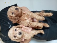 0 Numara Maltipoo Yavrularımız