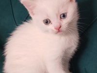 Orjinal British Yavrularımız