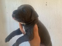Sağlıklı Cane Corso Blue Erkek Yavru