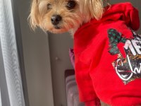 Pera – 3 Yaşında, Tuvalet Eğitimli, Sosyal Yorkshire Poodle Kırması