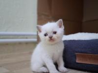 Oyuncu Scottish Fold Bebişler